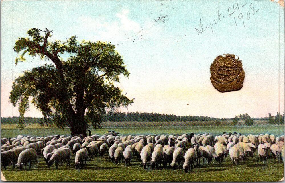 A Large Flock of Sheep Grazing in A Pastoral Field 1908 Vintage Postcard SP17-30